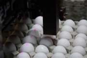 توصیه‌های بهداشتی برای خرید تخم مرغ